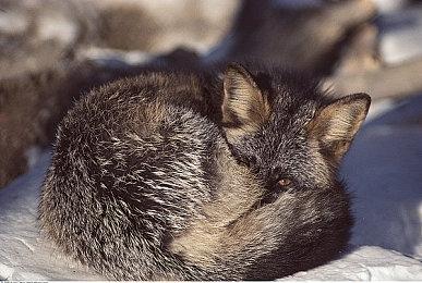 343：《光环：无限》已进厂压盘 不会再跳票啦！